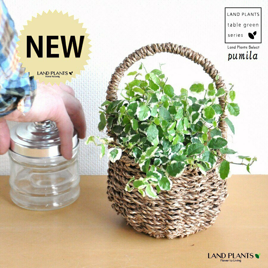 プミラ（斑入り） 可愛い 取っ手付き バスケットセット 【バスケット・インナー・ココファイバー】 フ..