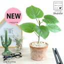 ウンベラータ(自然樹形) 茶色 モスポット シリンダー型 テラコッタ 卓上サイズ 鉢植え 鉢 苗 苗木 観葉植物 白 ホワイト 丸