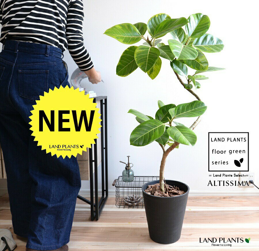 アルテシーマ （3Dカーブ 曲がり） 黒色 セラアート鉢 8号 【バークチップ・受皿】 観葉 観葉植物 斑入り 斑 バリエガータ 葉模様 ゴムノキ ゴムの木 ゴム 3大人気フィカス 鉢植え 鉢 大型 黒 ブラック 丸 ラウンド