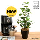 【お試し】 コバンボダイジュ(小判菩提樹) 黒色 プラスチック鉢 4号 【ココファイバー】 黒 ブラック フィカス デルトイデア 菩提樹 ボダイジュ 卓上サイズ...