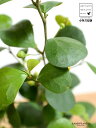 【お試し】 コバンボダイジュ(小判菩提樹) 黒色 プラスチック鉢 4号 【ココファイバー】 黒 ブラック フィカス デルトイデア 菩提樹 ボダイジュ 卓上サイズ...