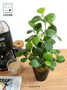 【お試し】 コバンボダイジュ(小判菩提樹) 黒色 プラスチック鉢 4号 【ココファイバー】 黒 ブラック フィカス デルトイデア 菩提樹 ボダイジュ 卓上サイズ...