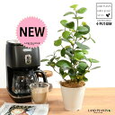 【お試し】 コバンボダイジュ(小判菩提樹) 白色 プラスチック鉢 4号 【ココファイバー】 白 ホワイト フィカス デルトイデア 菩提樹 ボダイジュ 卓上サイズ...