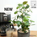 コバンボダイジュ(小判菩提樹) 黒色 モスポット シリンダー型 陶器鉢 【天然砕石】 黒 ブラック フィカス デルトイデア 菩提樹 ボダイジュ テラコッタ 素焼き 素焼 焼き物 鉢植え 鉢 苗 苗木 観葉植物