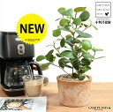 コバンボダイジュ(小判菩提樹) 茶色 モスポット シリンダー型 陶器鉢 【天然砕石】 茶 ブラウン オレンジ フィカス デルトイデア 菩提樹 ボダイジュ テラコ...