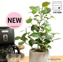【手塗り鉢】 コバンボダイジュ(小判菩提樹) セメント製 ドロップ型 陶器鉢 Sサイズ 【ハイドロ】 灰 灰色 グレー フィカス デルトイデア 菩提樹 ボダイジュ 陶器 陶器鉢 植木鉢 セメント コンクリート 鉢植え 鉢 苗 苗木 観葉植物