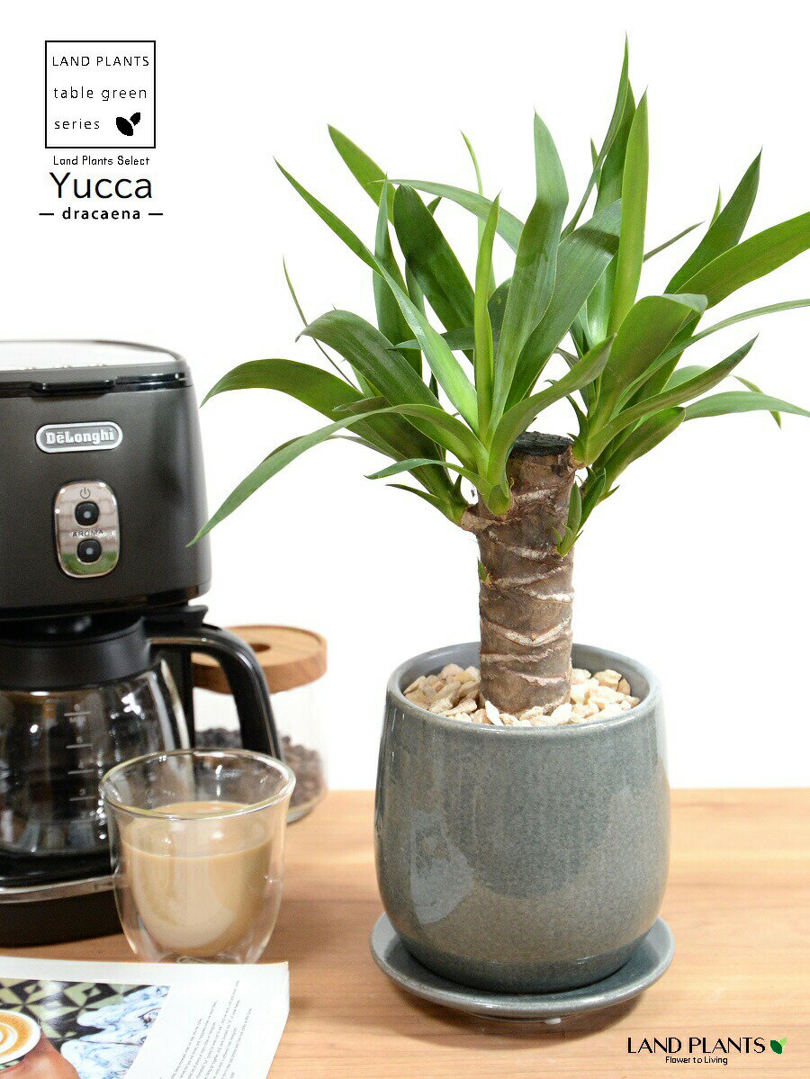 ドラセナ （ユッカ ：青年の木） ブルー 落ち着きのある 陶器鉢 Sサイズ 【天然砕石・受皿】 青 水色 ギガンティア リュウゼツラン ユッカ ヤッカ 鉢植え 陶器 鉢 ラウンド バルーン 観葉植物 センジュラン 千寿蘭