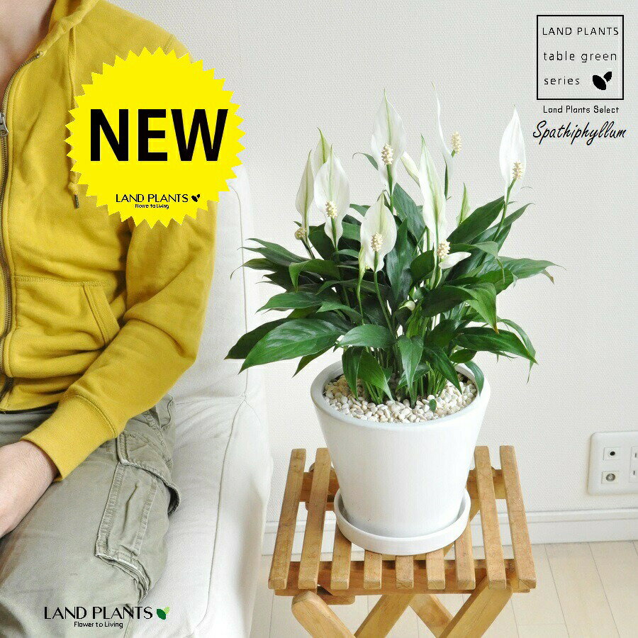 スパティフィラム（白花） 白色 ラウンド 陶器鉢 Mサイズ 【黄色小石・受皿】白 ホワイト 白の美しい花を咲かせる植物 笹団扇 仏炎苞 白い花 スパティ 陶器 鉢 鉢植え 丸 ラウンド型 観葉 観葉植物