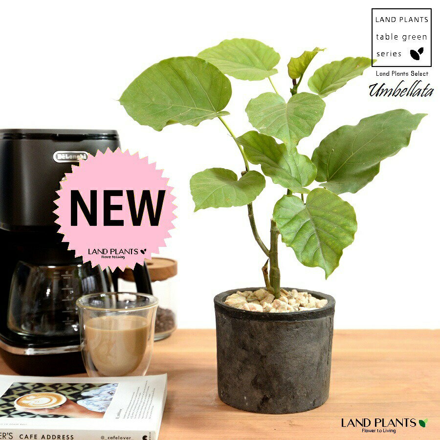 ウンベラータ（自然樹形） 黒色 モスポット シリンダー型 陶器鉢 【天然砕石】 黒 ブラック テラコッタ MOSSPOT モス 素焼 素焼き 植木鉢 鉢植え 鉢 苗 苗木 観葉植物