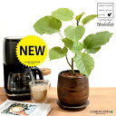 【特注鉢】 ウンベラータ(自然樹形) ウッド風 ペイント 陶器鉢 Sサイズ 【ハイドロ・受皿】木目 木目調 ウォールナット ブラウン 茶色 茶 卓上サイズ 鉢植え 鉢 苗 苗木 観葉植物