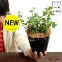 【お試し】 アイビー(ダックフット) 4号 プラスチック鉢 黒色 【ココファイバー】黒 ブラック アヒル あひる 家鴨 ダック フット 足跡 ヘデラ キヅタ 木...