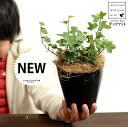 【お試し】 アイビー(ダックフット) 黒色 4号 プラスチック鉢 【ココファイバー】黒 ブラック アヒル あひる 家鴨 ダック フット 足跡 ヘデラ キヅタ 木...