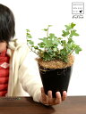 【お試し】 アイビー(ダックフット) 4号 プラスチック鉢 【ココファイバー】黒 ブラック アヒル あひる 家鴨 ダック フット 足跡 ヘデラ キヅタ 木蔦属 ...