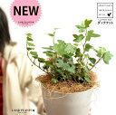 【お試し】 アイビー(ダックフット) 4号 プラスチック鉢 白色 【ココファイバー】白 ホワイト アヒル あひる 家鴨 ダック フット 足跡 ヘデラ キヅタ 木...