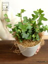 【お試し】 アイビー(ダックフット) 4号 プラスチック鉢 白色 【ココファイバー】白 ホワイト アヒル あひる 家鴨 ダック フット 足跡 ヘデラ キヅタ 木...