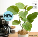【受皿付き】 ウンベラータ(自然樹形) 4号 プラスチック鉢 白色 【受皿・ココファイバー】白 ホワイト プラスチック プラ鉢 ソーサー 皿 フィカス ゴムの木...