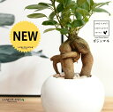 【LP特注鉢】 ガジュマル(精霊の木) 白色 丸型 陶器鉢 【ぺブル・受皿】 白 ホワイト 多幸の樹 精霊が宿る木 ガジュマル 幸福をもたらす 精霊が住む木 鉢...