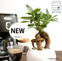 ガジュマル 白色 丸型 陶器鉢 【ぺブル・受皿】 白 ホワイト 多幸の樹 精霊が宿る木 ガジュマル 幸福をもたらす 精霊が住む木 鉢 鉢植え 植木鉢 陶器 焼物...