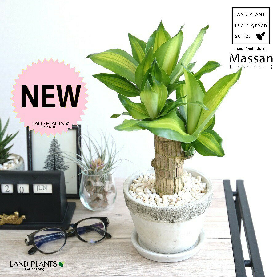 幸福の木 観葉植物 ドラセナ（マッサン：幸福の木） ラウンド型 石模様 セメント製 陶器鉢 Mサイズ 【黄色小石・受皿】灰 グレー マッサンゲアナ マッサンギアナ リュウケツジュ鉢植え 鉢 陶器 苗 苗木 丸 観葉 小型 朴 幹太 縁起の良い お祝 記念 記念樹