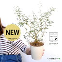 ソフォラ(リトルベイビー) 4号 白色 プラスチック鉢 【ココファイバー】白 ホワイト ソフォラリトルベイビー メルヘンの木 眩草 苗 苗木 鉢植え 植木 白 ...