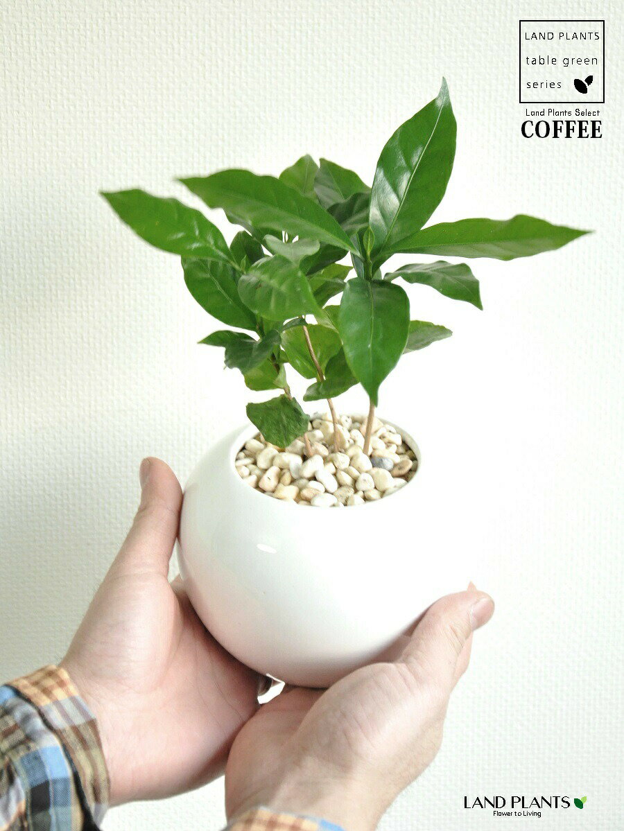 コーヒーの木 コーヒーノキ 白色 丸形 陶器鉢 【黄色小石・受皿】 珈琲 coffee コーヒーの木 苗木 苗 観葉植物 植物 鉢植え 鉢 送料無料 白 ホワイト 丸 丸形 ラウンド ボール