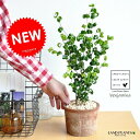 ベンジャミン(バロック) 茶色 モスポット シリンダー型 陶器鉢 【黄色小石】茶 オレンジ ベンジャミナ ベンジャミンバロック テラコッタ 素焼 素焼き MOSSPOT 陶器 鉢 鉢植え 苗 苗木 丸 ボール くるくる クルクル クルクルの葉