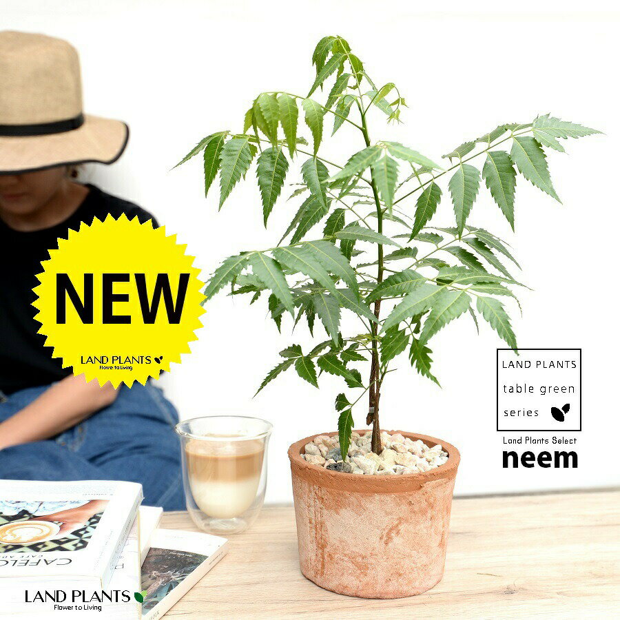 ミラクルニーム（虫除けの木） 茶色 モスポット シリンダー型 陶器鉢 【天然砕石】茶 ブラウン 奇跡の木 ニーム 蚊連草 ニームオイル 印度栴檀 インドセンダン アザジラクチン メリアアザジラクタ 鉢 鉢植え テラコッタ 素焼き MOSS POT