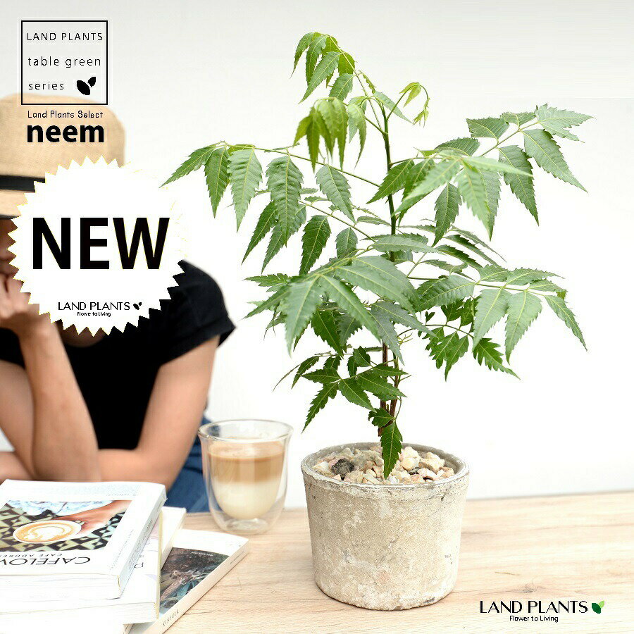 ミラクルニーム（虫除けの木） 白色 モスポット シリンダー型 陶器鉢 【天然砕石】白 ホワイト 奇跡の..