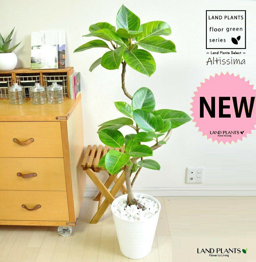 アルテシーマ （3Dカーブ 曲がり） 白色 セラアート鉢 8号 【白色・受皿】 観葉 観葉植物 斑入り 斑 バリエガータ 葉模様 ゴムノキ ゴムの木 ゴム 3大人気フィカス 鉢植え 鉢 大型 白 ホワイト 丸 ラウンド