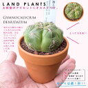 yAz T{eiCہFJCIE}j 3 F fĂ yuEXg[z uE JN^X T{e  A Gymnocalycium denudatum cv. 