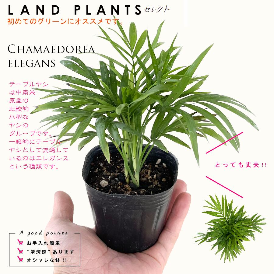  テーブルヤシ（ヤシ） 3号 ポット苗 チャメドレア エレガンス Chamaedorea elegans