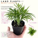 ヤシ 【苗木】 テーブルヤシ（ヤシ） 3号 ポット苗 チャメドレア エレガンス Chamaedorea elegans