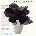 カラテア（ヴィチアナ フック） 5号 白色 ダイアモンド プラスチック鉢 Calathea veitchiana hook