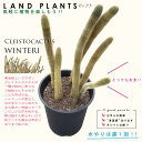 T{eiRFqT{ej 5 F vX`bN RT{e RT{e IES`E Cleistocactus winteri