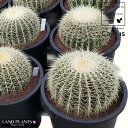 yz T{eíFLV`j1 12 F vX`bN S[foJN^X ^}T{e T{ẻl Echinocactus grusonii