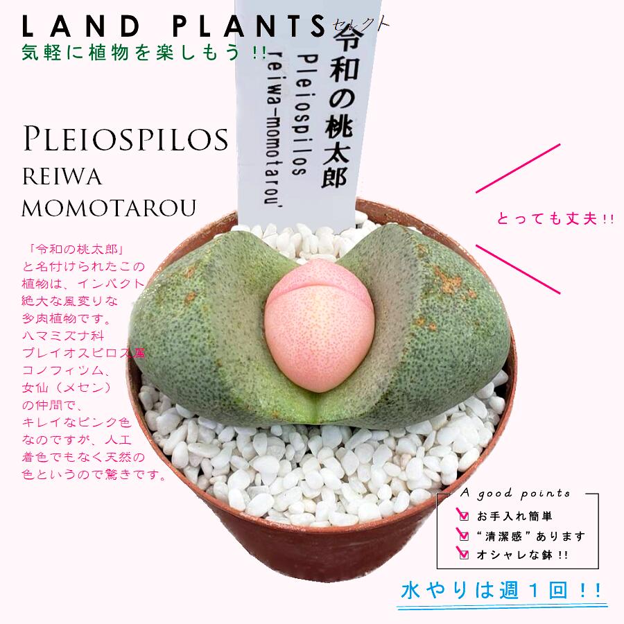 多肉植物 プレイオスピロス（令和の桃太郎） 2.5号 プラスチック鉢 レイワノモモタロウ Pleiospilos 'reiwa-momotarou'のサムネイル