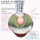 多肉植物 プレイオスピロス（令和の桃太郎） 2.5号 プラスチック鉢 レイワノモモタロウ Pleiospilos 'reiwa-momotarou'