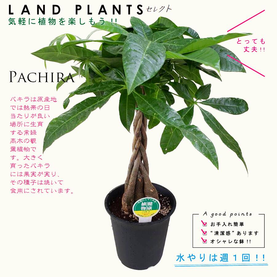 バキラ パキラ（編込み） 5号 プラスチック鉢 黒色 Pachira