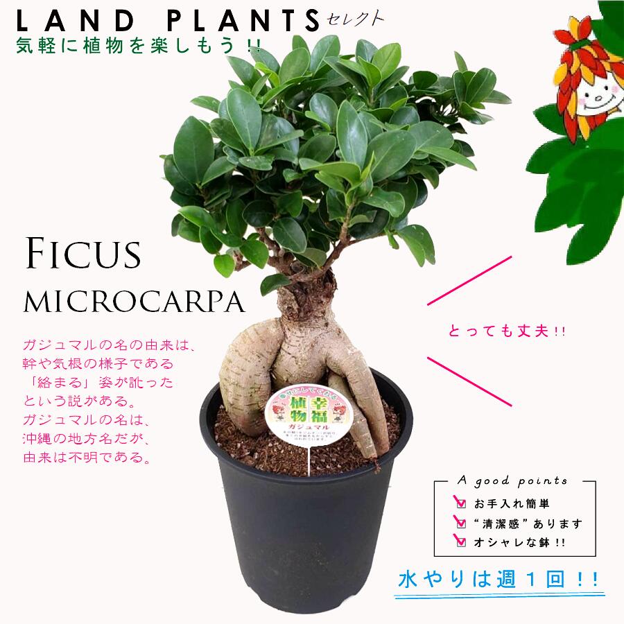 ガジュマル ガジュマル（幹太） 5号 プラスチック鉢 黒色 Ficus microcarpa