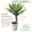 AKxiAei[^jオ 10 vX`bN 130cm Agave attenuata