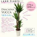 yjpz hZiibJFN̖؁j 10 vX`bN 175cm Dracaena yucca