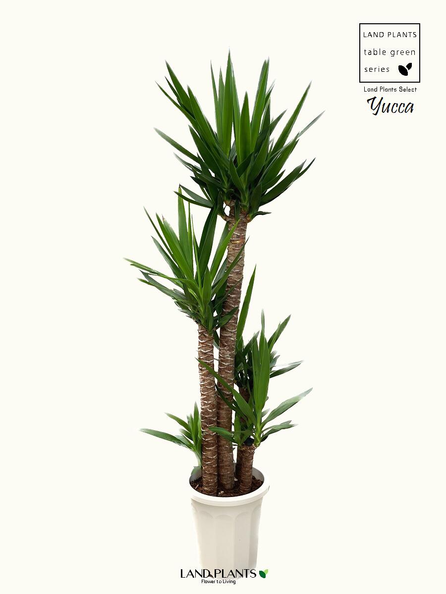 【お祝い用】 ドラセナ（ユッカ：青年の木） 10号 プラスチック鉢 約175cm Dracaena yucca