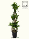  ドラセナ（マッサン：幸福の木） 10号 プラスチック鉢 約180cm マッサンゲアナ ドラセナマッサンDracaena fragrans "Massangeana"