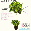 ポトス（バルーン） 7号 黒色 プラスチック鉢 Pothos balloon