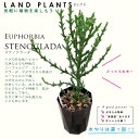 [tHrAiXemN[_j 4 F vX`bN Euphorbia stenoclada