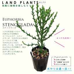 ユーフォルビア（ステノクラーダ） 4号 黒色 プラスチック鉢 Euphorbia stenoclada