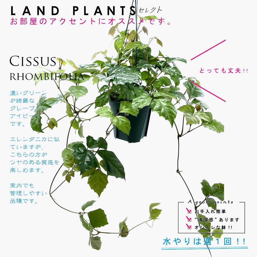 アイビー 【つる植物】 グレープアイビー（シッサス・ロンビフォリア） 6号 吊り鉢 プラスチック鉢 Cissus rhombifolia