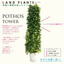 ポトス ポトス（タワー）180cm 10号 白色 プラスチック鉢 尺 尺鉢 10寸 大型 リース Pothos tower