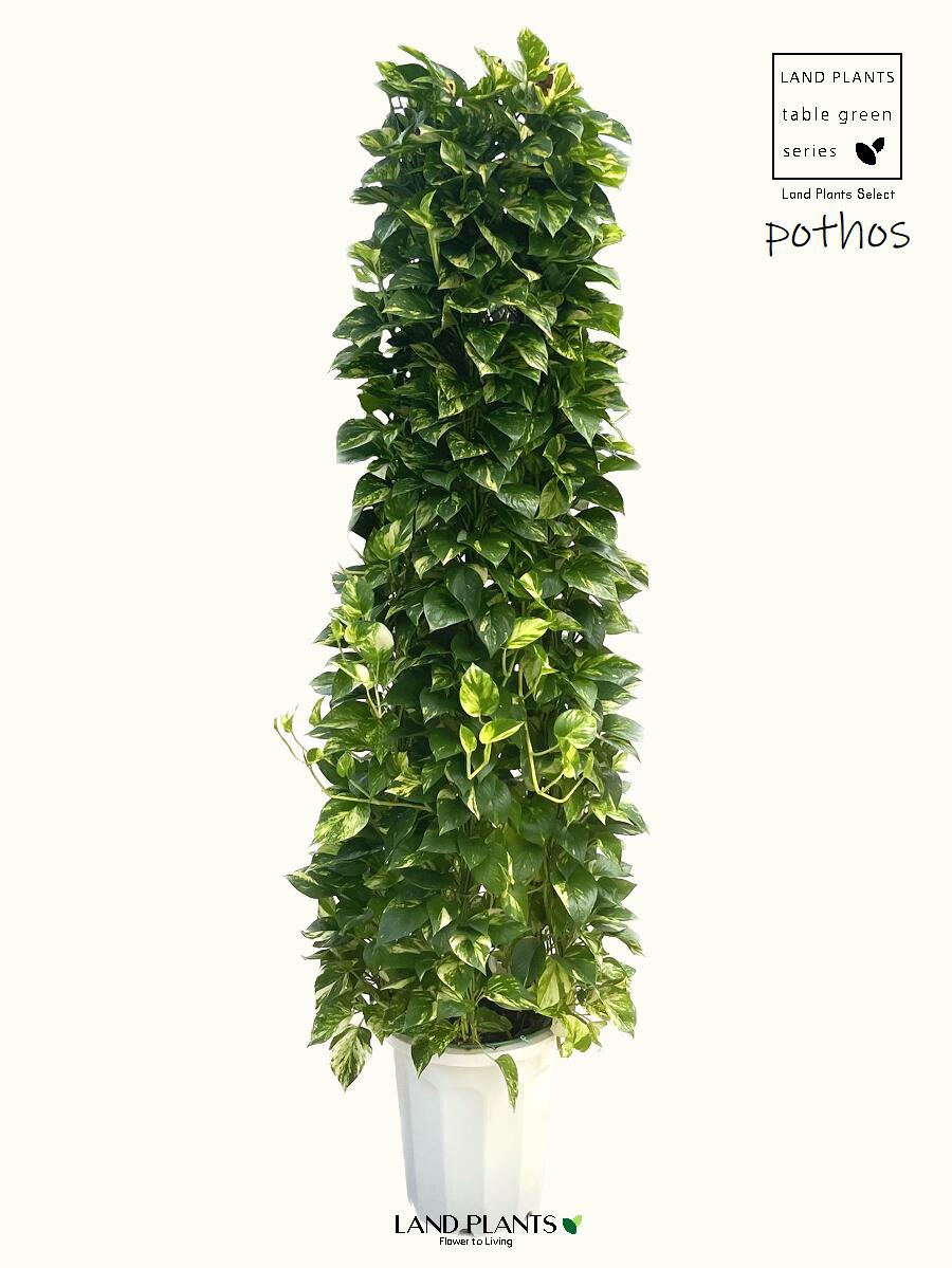 ポトス ポトス（タワー仕立て）180cm 10号 白色 プラスチック鉢 尺 尺鉢 10寸 大型 リース Pothos tower