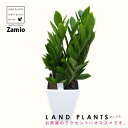 U~INJX 6 vX`bN Zamioculcas zamiifolia